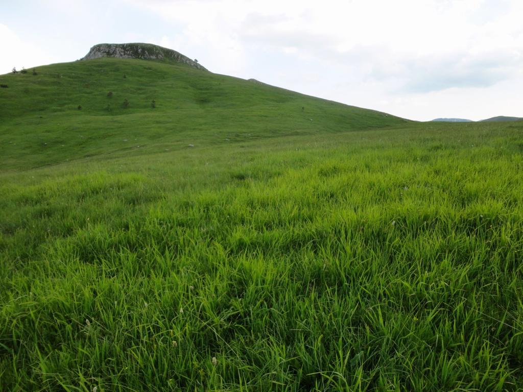 Žabljak 扎比亚克安德伍德旅馆酒店 外观 照片