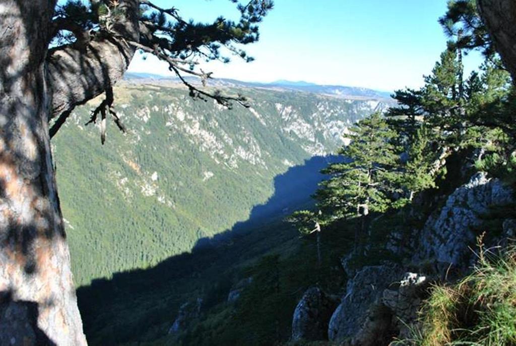 Žabljak 扎比亚克安德伍德旅馆酒店 外观 照片